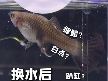 ❌孔雀母鱼产后换水❌急救方法|评论区帮看🐟 #水族 #鱼缸里的世界 #孔雀鱼 #孔雀鱼日常 #孔雀鱼繁殖