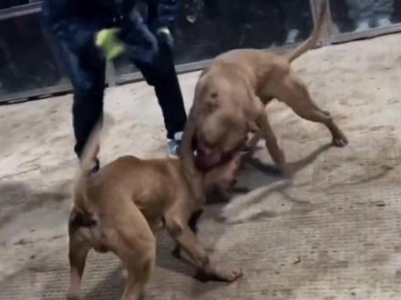 雷米蛙跳式攻胸成功重创对手 #大体比特#比特犬在中国