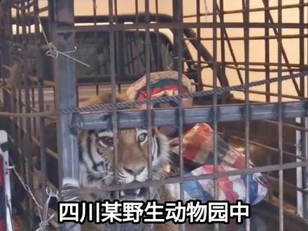 四川动物园老虎出逃,与捕兽队在公路正面对抗,人虎大战一触即发
