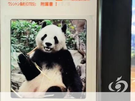 最后2只旅日大熊猫即将回国,日本马上要没有大熊猫了!专家: 如果目前中日紧张局势持续,中方可能不再向日本租赁新的大熊猫 #大熊猫 #旅日大熊猫回国 (编辑:小西)