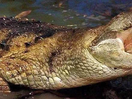 电鳗为何能让鳄鱼毫无还手之力,实测电鳗威力瞬间#鳄鱼 #电鳗 #野生动物 #爱护大自然保护野生动物