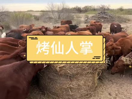 牛的伙食挺不错呀 #搞笑配音