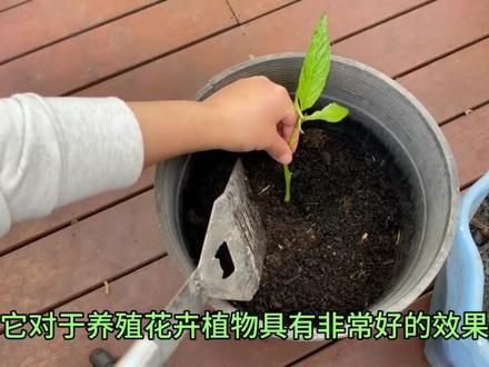 草木灰杀菌杀虫,肥力大,正确使用,植物长得快又壮 #养花匠 #园艺生活 #施肥 #育苗基质 #土壤
