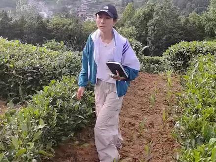 俩的玉米苗也有这种红苗紫苗吗? #农业技术推广 #助力三农 #