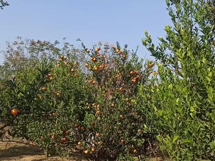 自家小桔子吃不完,这样简单的保存方法,放到过年也不会坏