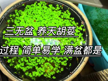 被老妈淘汰的和面三无盆,养水草盆里都装不下了#园艺生活 #观赏鱼#水族 #古法养鱼 #水草缸