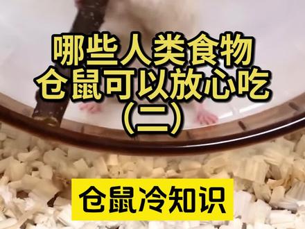 你家鼠鼠喜欢吃什么?#金丝熊 #萌宠出道计划 #仓鼠