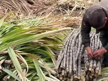 建哥兄弟回广西砍甘蔗