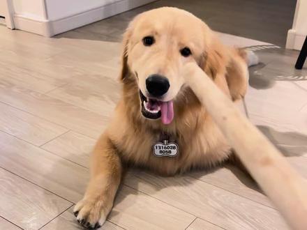 这就是我的护卫犬#萌宠 #金毛 #傻狗的日常