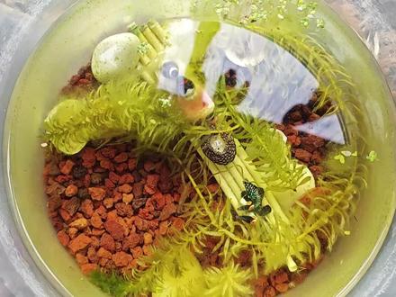 蜈蚣草阴性水草,太阳太大反而难养好#水草 #蜈蚣草 #鱼缸里的大自然 #鱼缸造景