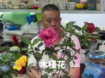 #兰州西关木塔巷花鱼店 木槿花的养护方法#木槿花#花卉绿植 #养护小知识
