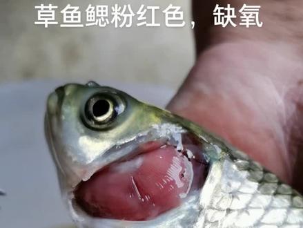 草鱼鳃丝呈粉红色,说明血液氧气含量不高,需要进一步分析原因#水产养殖 #海大 #病害防治 @A黄欢