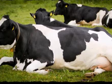 奶牛的叫声,奶牛的声音