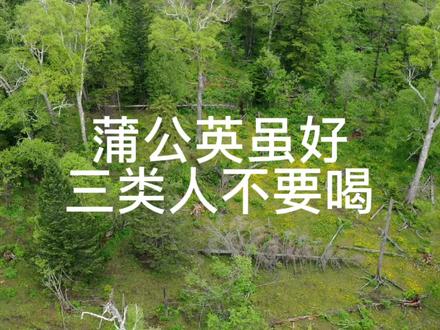 蒲公英茶的禁忌!三类人不能喝蒲公英,你知道么?#蒲公英茶 #蒲公英禁忌