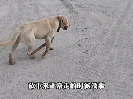 狗脖子挂木棍?这发明能防狗追人咬 狗届三大创意发明 #狗 #狗追人 #发明