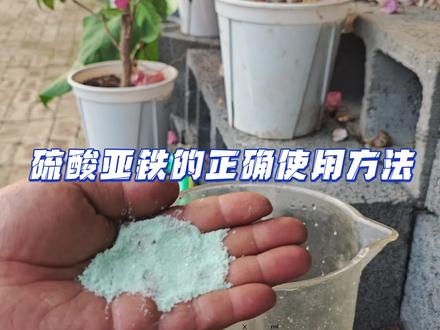 硫酸亚铁如何正确使用,食之无味弃之可惜。 #硫酸亚铁#肥料#养花小知识#养花知识分享#分享养花经验