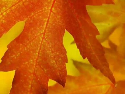 用bochs sore运行Windows#教程 #windows #软件 #枫叶 #手机