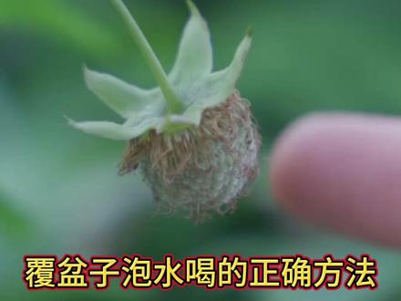 覆盆子泡水喝是错误的要煮水喝#覆盆子 #覆盆子泡水喝的正确方法 #覆盆子到底是什么