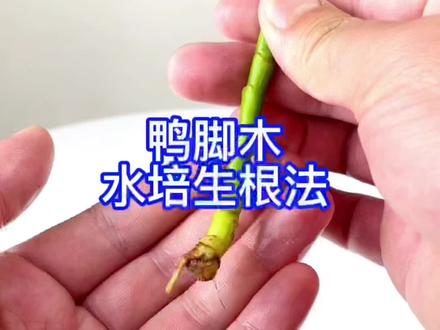 鸭脚木水培生根法!#分享家庭养花知识 #养花小知识 #花卉绿植 #爱生活爱养花 #家庭养花 #家庭种植 #养花小技巧 @抖音小助手 @抖音正能量