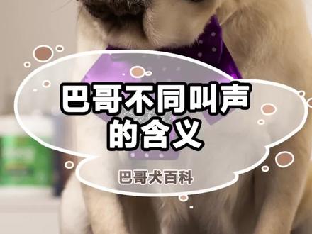 巴哥不同的叫声,有不同的含义!#巴哥犬 #巴哥犬知识 #抖in萌宠计划 #萌宠日常记录
