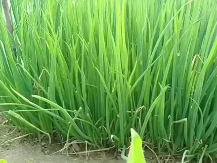 秋播冬储大葱什么时候移栽最合适#大葱