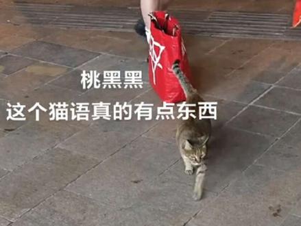 试了一下原来真的有用#桃黑黑#猫语#猫咪 #桃黑黑