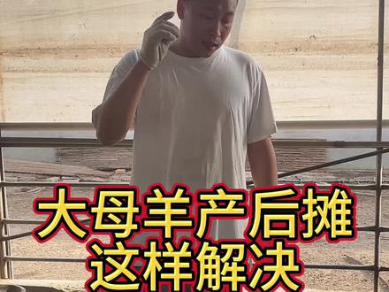 母羊产后瘫软#养羊人 #养羊知识