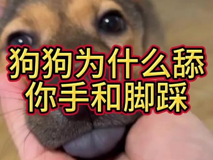 狗狗为什么舔主人的手和脚!#狗狗#养狗小知识#养狗经验分享#养狗人#科学养狗