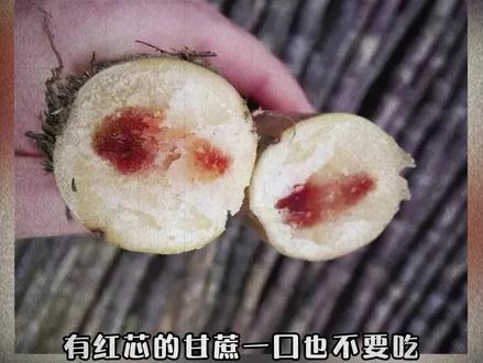 红芯甘蔗一口都别吃,小心被”毒倒“#甘蔗 #中国食品观察