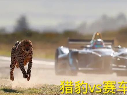 猎豹vs赛车,哪个更快。一场猎豹与赛车速度的较量,谁更胜一筹?