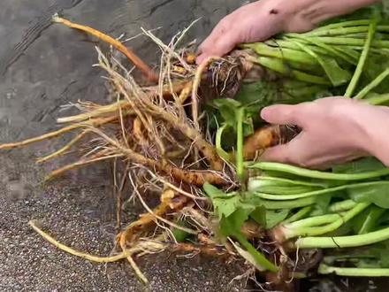 #土大黄 又叫#野波菜 ,很多农村老农知道它的价值,快来评论区说说看#你好2022