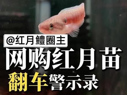 第90集|真假红月鳢鱼苗该怎么分辨? 其实红月鳢从小就能看出真假了~#月鳢 #雷龙鱼 #月鳢苗子 #养鱼日记 #七星鱼