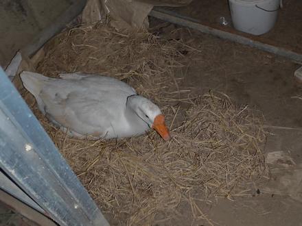 后养的白狮头鹅都开始下蛋了,灰鹅不知道为啥还没动静! #狮头鹅