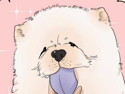 为什么不能随便摸松狮犬 #科普一下 #动物科普 #宠物知识 #原创漫画 #冷知识