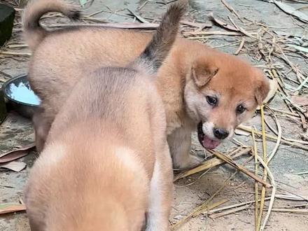 怎么看小狗是不是大骨架