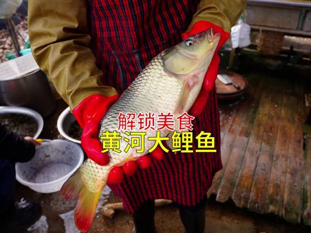 解锁美食郑州黄河大鲤鱼,在黄河流域边吃本地的铁锅炖鱼,尝尝味道如何?#郑州美食 #农家院 #大鲤鱼 #食动中国