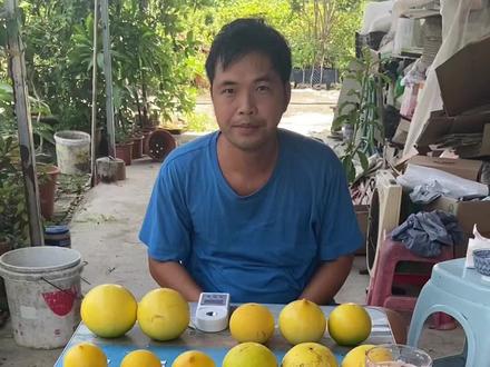 黄晶果各个品种的测评……