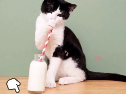 你家猫喜欢喝牛奶吗#养猫小百科 #新手养猫 #宠物知识 #小奶猫 #猫知识
