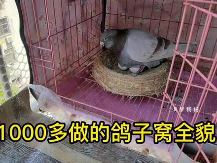 养鸽女花1000多元改造鸽子窝,给2只鸽子安家,这样设计合理吗? #养鸽人 #鸽子 #阳台养鸟 #信鸽