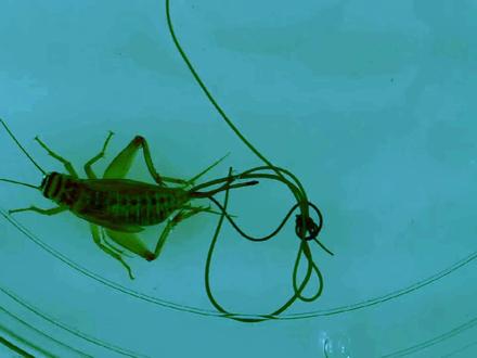 铁线虫:操控昆虫的“提线者” #动物世界 #野生动物零距离 #昆虫世界 #神奇的动物在抖音 #动物的迷惑行为