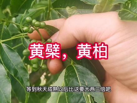 #上热门 #黄柏 几度灭绝的黄柏树,在多年的封山育林以及人们对它的依赖程度的降低,黄柏树逐渐成材大自然的自愈能力真的超强 #大自然的馈赠 #大山里的风景