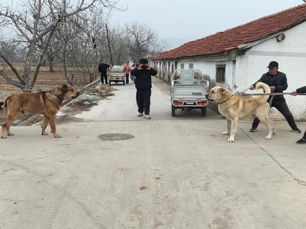 大虎和狮王辛巴,国内顶级王者猎狼犬的会晤#原生态农村动物 #农村动物奇趣事 #坎高犬 #中亚猎狼犬#上热门