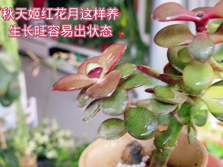 秋天姬红花月这样养,生长旺容易出状态 #养花小知识