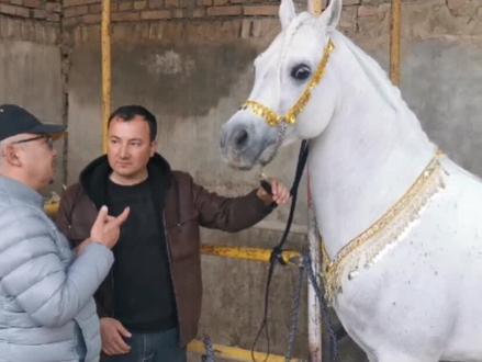 @抖音小助手 #老宋品马 我们身边的名马 巴吉斯(上)