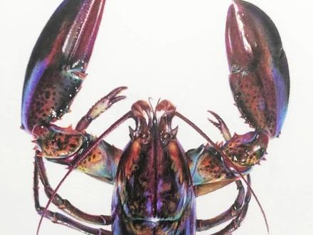 我们的夏天,不能没有龙虾!
#夏天该有的样子 #彩铅 #手绘 #画画 @DOU+小助手