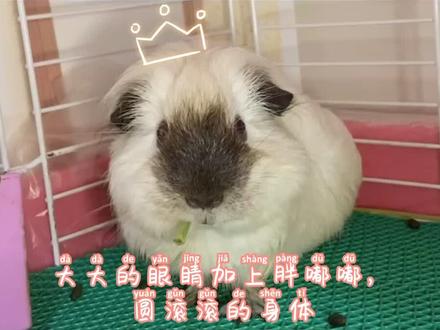 荷兰猪天竺鼠饲养手册(三)#荷兰猪天竺鼠