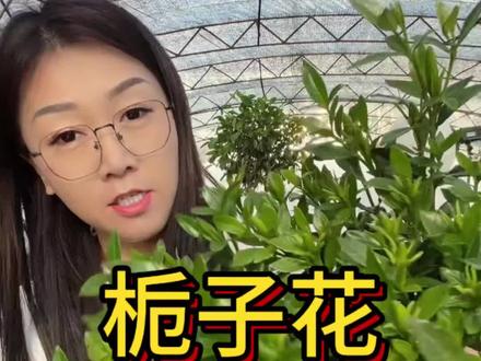 小叶栀子花,不砍根,独杆风化砂的#养花#花卉 #小叶栀子花 #新手养花
