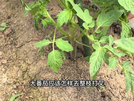 想要大番茄结的好,这样管理少不了#种植小技巧 #西红柿打枝 #西红柿种植
