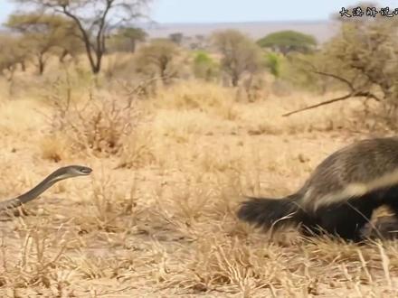 蜜獾真是太厉害了 #动物世界 #神奇动物在抖音 #蜜獾 #黑曼巴 #蛇