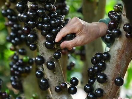 长在树干上的葡萄,味道怎么样呢